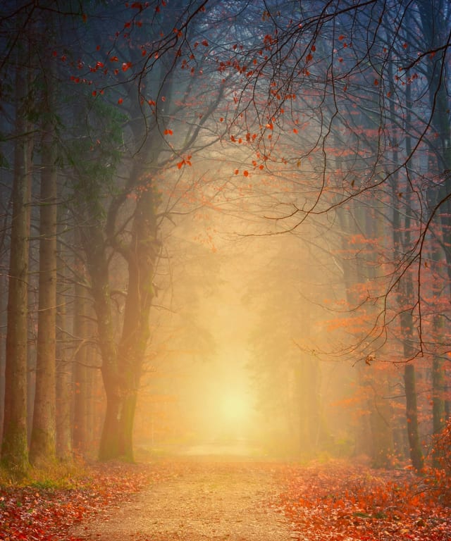 A quiet forest path opening toward warm morning light